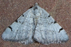 Digrammia denticulata