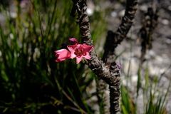 Gladiolus oreocharis