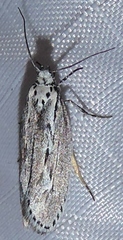 Ethmia discostrigella