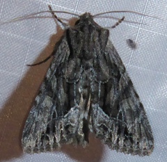 Lacinipolia sareta