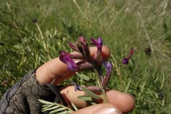 Astragalus brachylobus