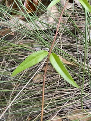 Thyrsanthella