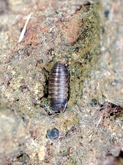 Eubelidae