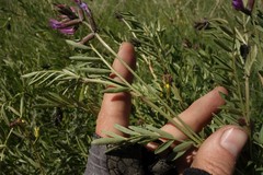 Astragalus brachylobus