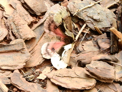 Dirphiopsis multicolor