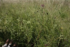 Astragalus brachylobus