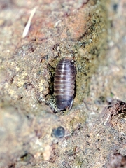 Eubelidae