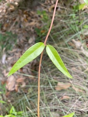 Thyrsanthella