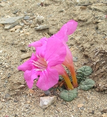 Incarvillea