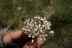 Allium tulipifolium