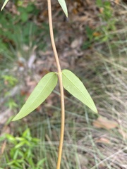Thyrsanthella