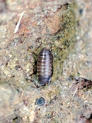 Eubelidae