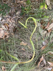 Thyrsanthella