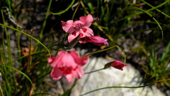 Gladiolus oreocharis