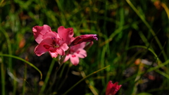 Gladiolus oreocharis