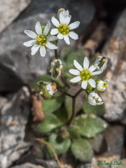 Draba praecox