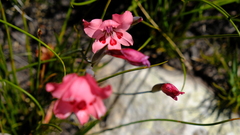 Gladiolus oreocharis