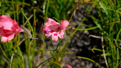 Gladiolus oreocharis