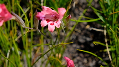 Gladiolus oreocharis