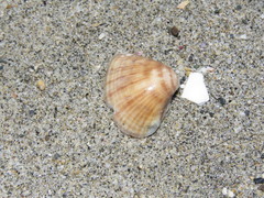Tivela