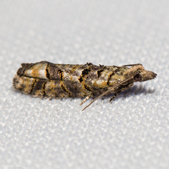 Epinotia subviridis