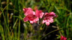 Gladiolus oreocharis