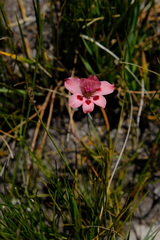 Gladiolus oreocharis