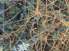 Cuscuta stenolepis