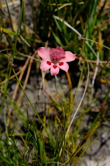 Gladiolus oreocharis