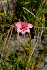 Gladiolus oreocharis