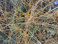 Cuscuta stenolepis