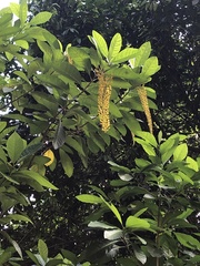 Lophanthera lactescens