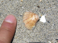 Tivela