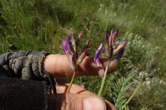 Astragalus brachylobus
