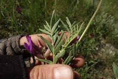 Astragalus brachylobus