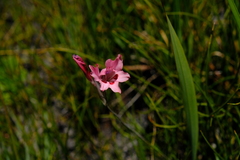 Gladiolus oreocharis