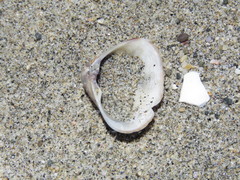Tivela