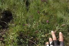 Astragalus brachylobus