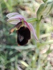Ophrys bertolonii bertolonii