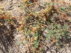 Cuscuta stenolepis