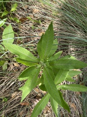 Oenothera biennis