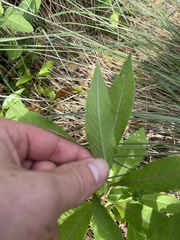 Oenothera biennis