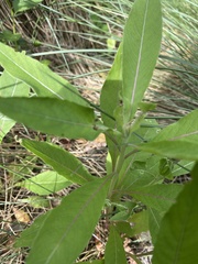 Oenothera biennis