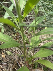 Oenothera biennis