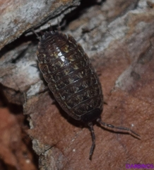 Porcellio achilleionensis