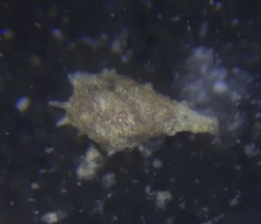 Lagenammina