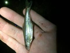 Phenacobius mirabilis