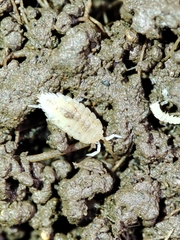 Platyarthridae