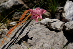 Gladiolus crispulatus