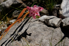Gladiolus crispulatus